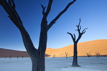 Dead Camelthorn Trees Said To Be Centuries Old In Silhouette Against Towering Orange Sand Dunes Bathed In Morning Light In The Dried Mud Pan At Dead Vlei, Namib Desert, Namib Naukluft Park, Namibia