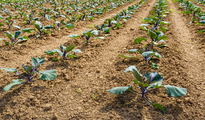 Wall Mural - Young red cabbage plants in converging lines