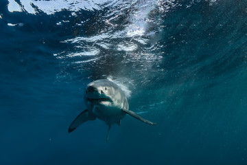 Wall Mural - Great White Shark approaching in blue ocean water