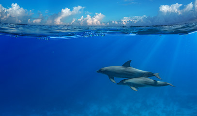 Wall Mural - tropical seascape with water waved surface and dolphin swimming underwater. image splitted by water 