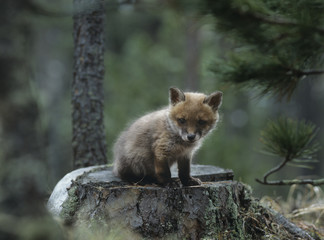 Wall Mural - Fox cub sitting on tree stump