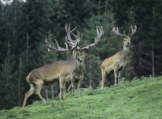 Wall Mural - Three red deer stags on slope by trees