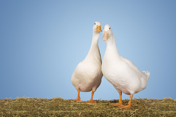 Portrait of two geese standing against clear blue sky