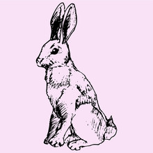 Hare, Doodle Style Sketch Illustration Hand Drawn Vector