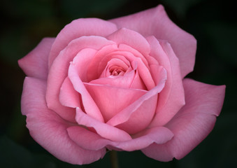 Beautiful Pink Rose on Dark Background - Closeup