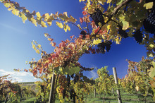 Grapes On Vines In Vineyard Yarra Valley Victoria Australia