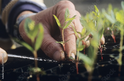 Obraz na plátně Freight loading onto Boeing 747 cargo aircraft Melbourne Australia