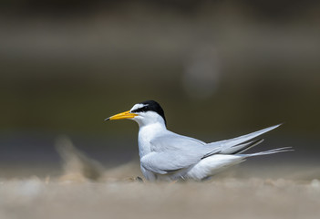 Wall Mural - Little tern(Sternula albifrons), bird on nest at coast.