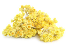 Helichrysum Flowers