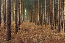 Pine Trees In Rows, Norfolk Wood, Norfolk