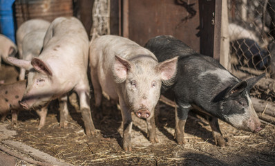 Three farm pigs on a sunny day