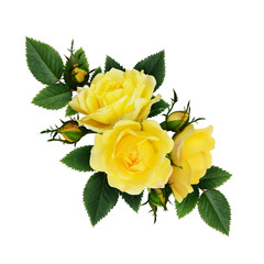 Yellow rose flowers composition