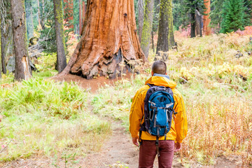 Tourist with backpack hiking in Sequoia National Park