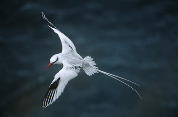 Red-billed Tropicbird flying above sea elevated view