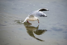 Gull Diving And Fishing, Reflection