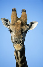 Maasai Giraffe (Giraffa Camelopardalus) Close-up