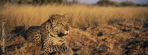 Foto  Leopard (Panthera Pardus) lying in grass on savannah