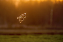 A Short-eared Owl Flies Around During Sunset And Has An Orange Glow From The Sun.