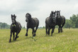 percheron draft horses running