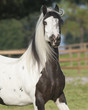 gypsy vanner horse mare
