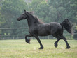 Friesian horse mare trots
