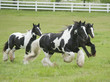 gypsy vanner horses gallop across pasture