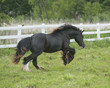 gypsy vanner horse mare in action