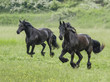 Pair of Friesian Horse mares run in meadow