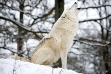 North American Timber Wolf, Canis Lupus Howling In The Snow In Deciduous Forest.
