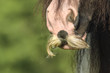  Detail of Gypsy Vanner Horse mare mustach