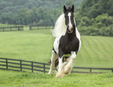 Fototapeta Konie -  Gypsy Vanner Horse mare running in paddock