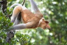 Dominant Male Proboscis Monkey (Nasalis Larvatus) In Aggressive Display To Other Males, Labuk Bay Proboscis Monkey Sanctuary, Sabah, Borneo, Malaysia