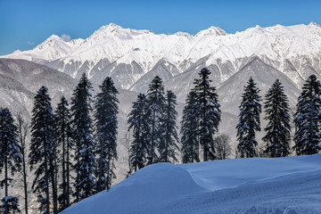 Wall Mural - Beautiful snowy mountain peaks and blue sky scenic winter landscape of the Main Caucasus ridge with row of fir trees on the background