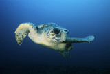 Fototapeta  - Loggerhead turtle (caretta caretta) drifting