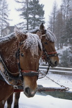 Horses Pulling Sleigh For Sleigh Rides To Pontressina In Winter