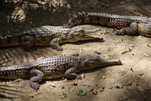 Freshwater Crocodiles (Crocodylus Johnstoni), The Wildlife Habitat, Port Douglas, Queensland