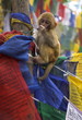 © robertharding - Young monkey sitting on prayer flags tied on a pole, Tibetan Buddhist temple near Chowrasta Square, Darjeeling, West Bengal state