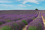 Fototapeta Lawenda - Landscape with long rows of lavender flowers field, Provence, France