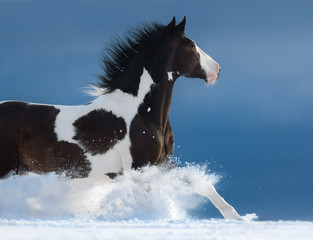 Sticker - American Paint horse run gallop in winter