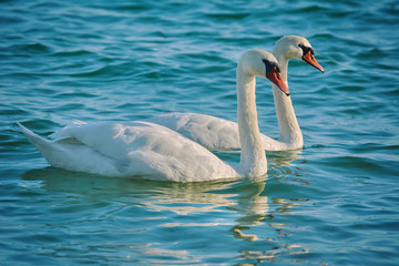 Pair of White Swans