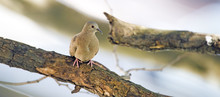 Ruddy Ground Dove On The Thick Branch Of The Tree