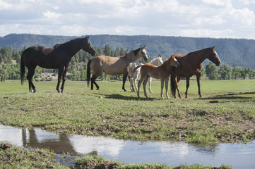 Canvas Print - Quarter horse mares and foals in open paddock