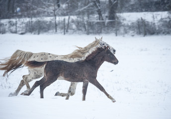 Wall Mural - Appaloosa mare with foal in snowy field