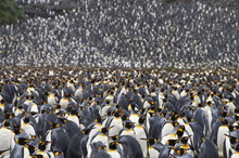 King Penguins, Salisbury Plain, South Georgia, South Atlantic