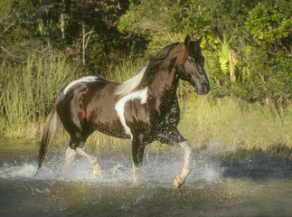 Canvas Print - Paint Horses splash through shallow water stream.