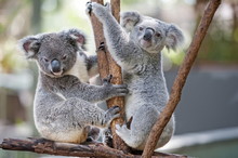 Two Koalas (Phascolarctos Cinereous) Playing On A Tree, Lone Pine Koala Sanctuary, Brisbane, Queensland
