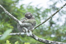 Three-toed Sloth (Bradypus Variegatus) Sitting On A Tree, Arenal, La Fortuna