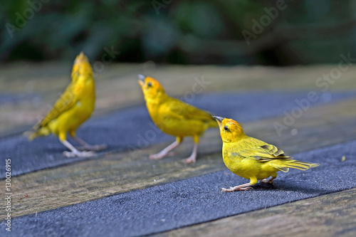 Three Yellow Canary Birds Singing During Mating Season Buy This Stock Photo And Explore Similar Images At Adobe Stock Adobe Stock,How Big Is A Queen Size Bed Frame