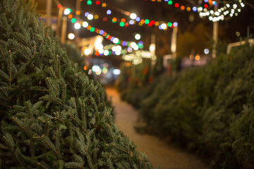 christmas trees