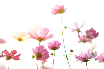 Wall Mural - Beautiful pink cosmos flowers full field